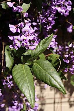 APII jpeg image of Hardenbergia comptoniana  © contact APII