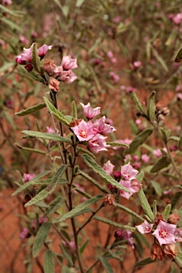 APII jpeg image of Commersonia magniflora subsp. magniflora  © contact APII