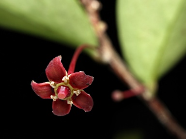 APII jpeg image of Hedraianthera porphyropetala  © contact APII