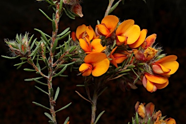 APII jpeg image of Pultenaea subspicata  © contact APII