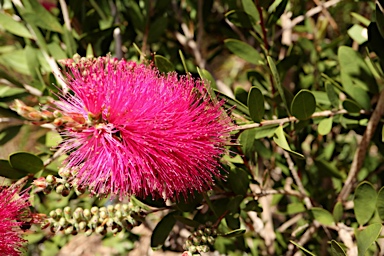 APII jpeg image of Callistemon pallidus 'Hot Pink'  © contact APII