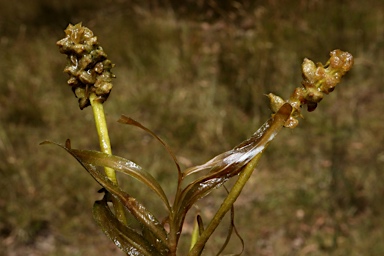 APII jpeg image of Potamogeton ochreatus  © contact APII