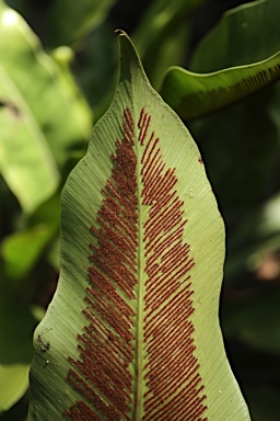 APII jpeg image of Asplenium harmanii  © contact APII