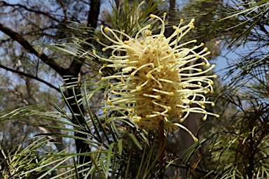 APII jpeg image of Grevillea whiteana  © contact APII