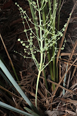 APII jpeg image of Lomandra decomposita  © contact APII