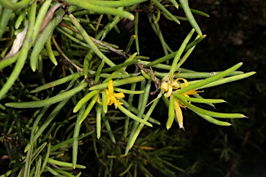 APII jpeg image of Persoonia mollis  © contact APII