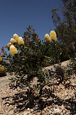 APII jpeg image of Banksia sceptrum  © contact APII