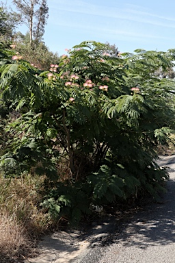 APII jpeg image of Albizia julibrissin  © contact APII