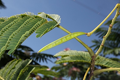 APII jpeg image of Albizia julibrissin  © contact APII