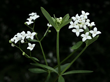 APII jpeg image of Galium palustre  © contact APII