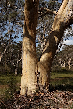 APII jpeg image of Eucalyptus haemastoma  © contact APII