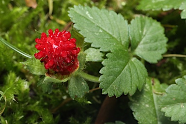 APII jpeg image of Potentilla indica  © contact APII