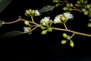 APII jpeg image of Eucalyptus angophoroides  © contact APII