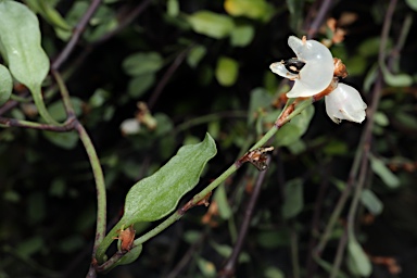 APII jpeg image of Muehlenbeckia tuggeranong  © contact APII