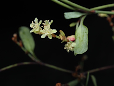 APII jpeg image of Muehlenbeckia tuggeranong  © contact APII