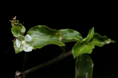 APII jpeg image of Aneilema biflorum  © contact APII