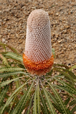 APII jpeg image of Banksia prionotes  © contact APII