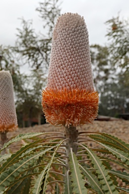 APII jpeg image of Banksia prionotes  © contact APII