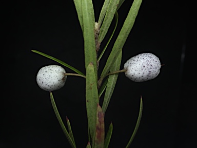 APII jpeg image of Austromyrtus tenuifolia  © contact APII