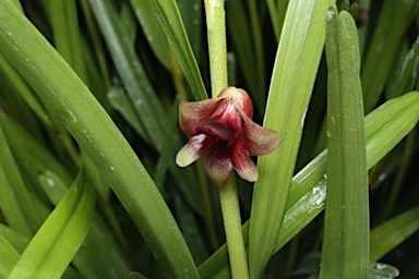 APII jpeg image of Dendrobium agrostophyllum  © contact APII