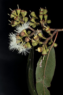 APII jpeg image of Corymbia henryi  © contact APII