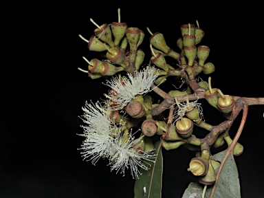 APII jpeg image of Corymbia henryi  © contact APII