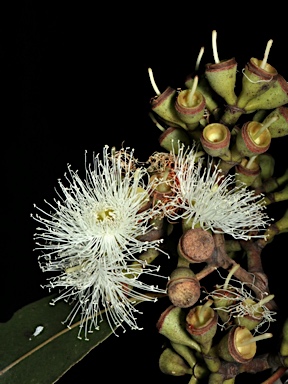 APII jpeg image of Corymbia henryi  © contact APII