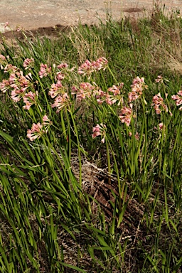 APII jpeg image of Calostemma purpureum  © contact APII