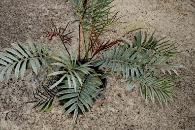 APII jpeg image of Blechnum articulatum  © contact APII