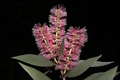 APII jpeg image of Melaleuca viridiflora  © contact APII