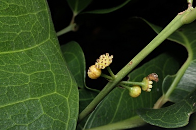 APII jpeg image of Wilkiea macrophylla  © contact APII