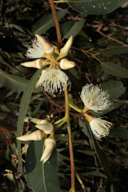 APII jpeg image of Eucalyptus tereticornis subsp. tereticornis  © contact APII