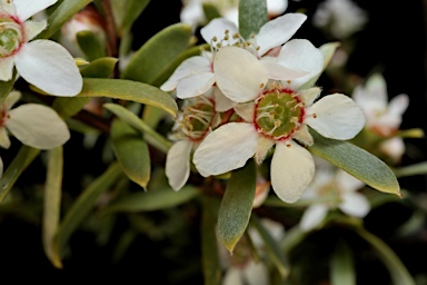 APII jpeg image of Leptospermum sericatum  © contact APII