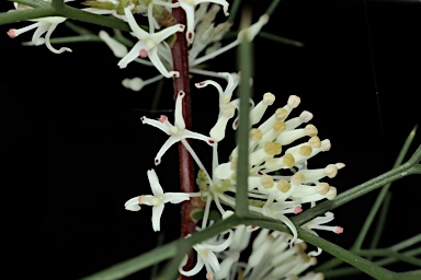 APII jpeg image of Hakea lissocarpha  © contact APII