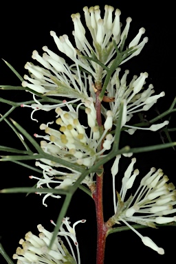 APII jpeg image of Hakea lissocarpha  © contact APII