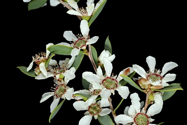 APII jpeg image of Leptospermum coriaceum  © contact APII