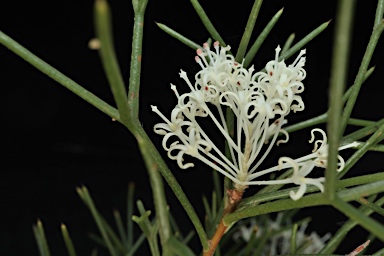 APII jpeg image of Hakea lissocarpha  © contact APII