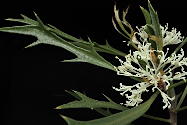 APII jpeg image of Hakea horrida  © contact APII