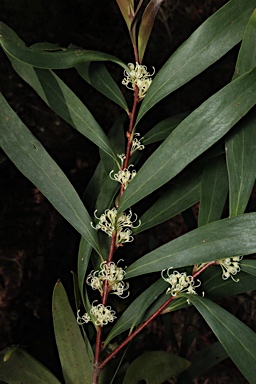 APII jpeg image of Hakea salicifolia subsp. salicifolia  © contact APII