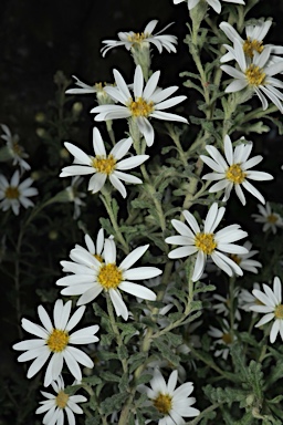 APII jpeg image of Olearia asterotricha  © contact APII