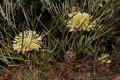 APII jpeg image of Isopogon dawsonii  © contact APII