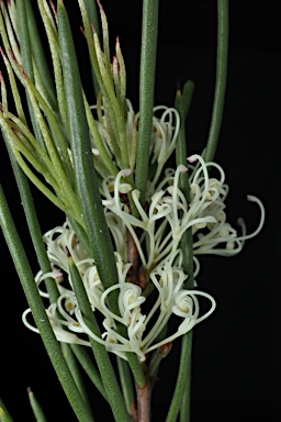 APII jpeg image of Hakea microcarpa  © contact APII