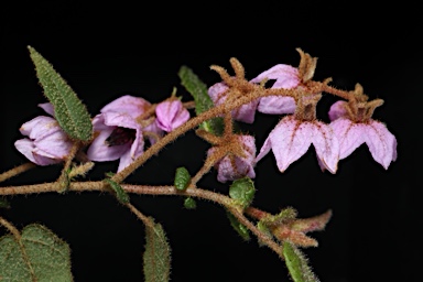 APII jpeg image of Thomasia sp. Big Brook (M.Koch 2373)  © contact APII