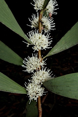 APII jpeg image of Hakea benthamii  © contact APII