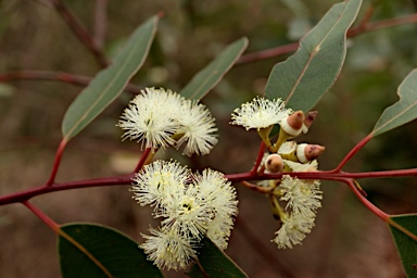 APII jpeg image of Eucalyptus marginata subsp. marginata  © contact APII