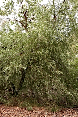 APII jpeg image of Hakea lasianthoides  © contact APII