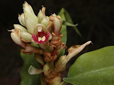 APII jpeg image of Alpinia hylandii  © contact APII