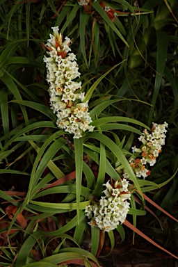 APII jpeg image of Dracophyllum oceanicum  © contact APII