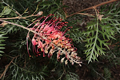 APII jpeg image of Grevillea 'Raspberry Hooks'  © contact APII