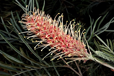 APII jpeg image of Grevillea 'Kay Williams'  © contact APII